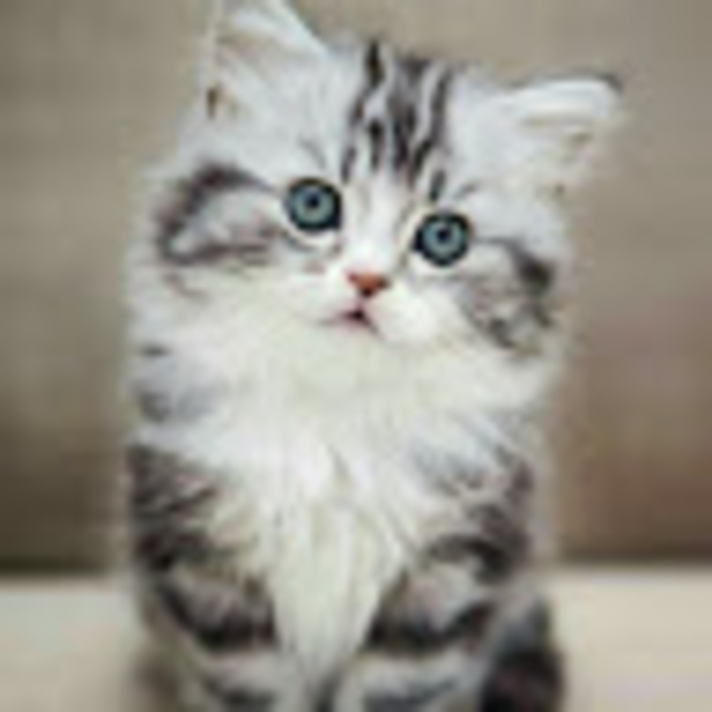 Meet your Posher, Lila